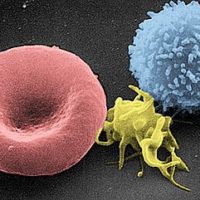Immunzellen im Vgl REM – Autoimmunerkrankungen