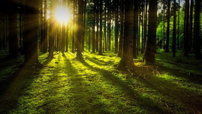 Stressbewältigung - Sonnige Lichtung im Wald