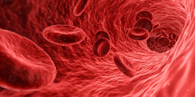 Was ist Antiphospholipid-Syndrom - Rote Blutkörperchen Erythrozyten in der Blutbahn