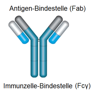 Antikörper Aufbau