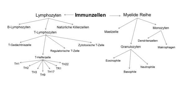 Immunsystem Immunzellen