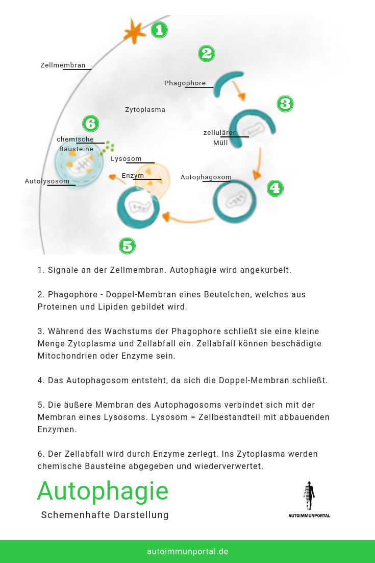 Autophagie, Zellmembran, Phagophore, Zytoplasma, zellulärer Müll, Autophagosom, Enzym, Lysosom, chemische Bausteine, Autolysosom
